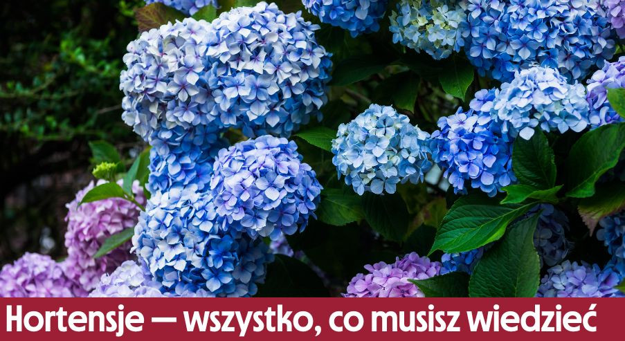 Hortensje — wszystko, co musisz wiedzieć: uprawa, pielęgnacja, kwitnienie, nawożenie, podlewanie