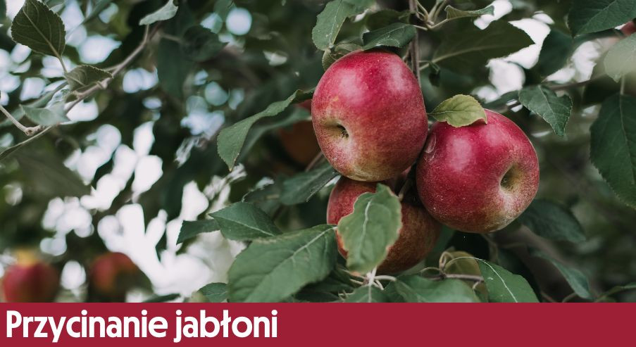 Przycinanie jabłoni – jak, kiedy i czym?