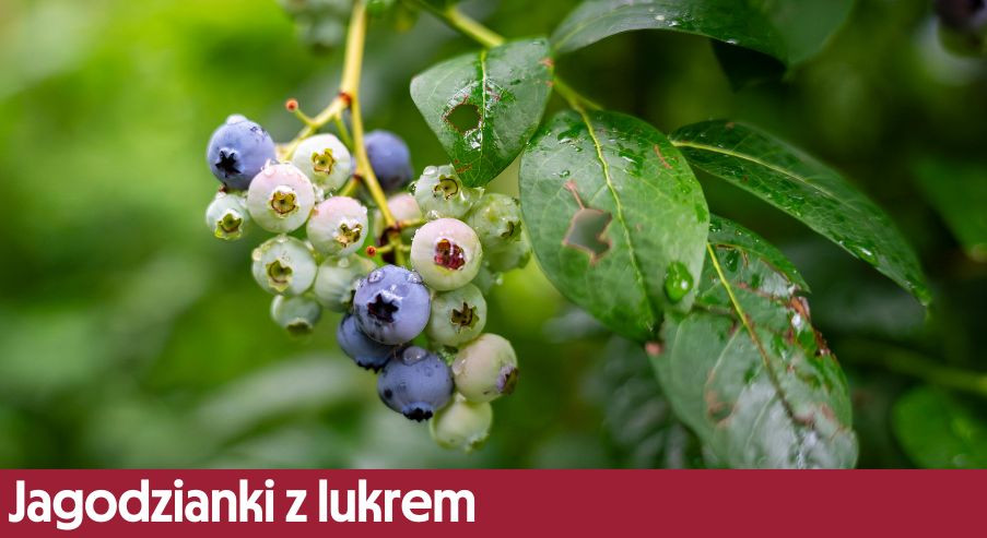 Jagodzianki z lukrem – przepis nie tylko na lato!