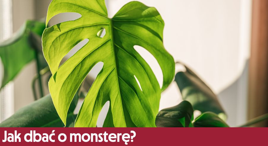Jak dbać o monsterę?