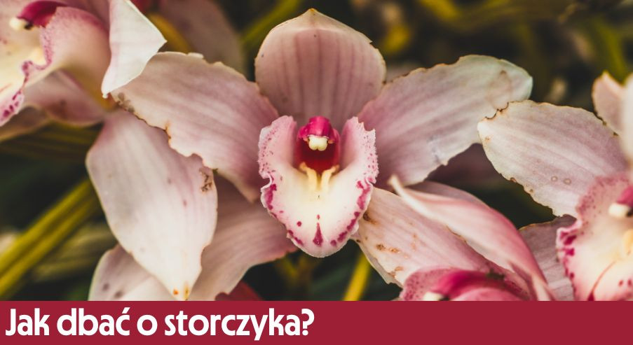 Jak dbać o storczyka? Poznaj zasady pielęgnacji tej rośliny