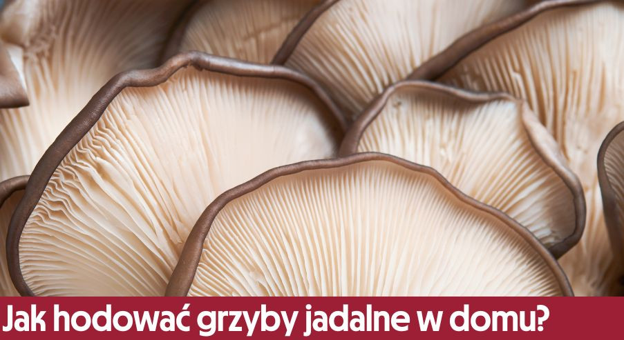 Jak hodować grzyby jadalne w domu?