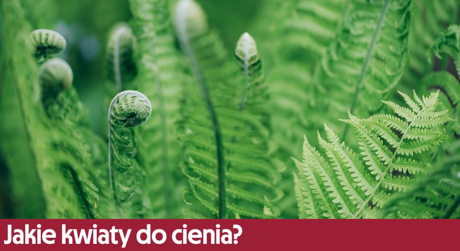 Jakie kwiaty do cienia? Propozycja kwiatów cieniolubnych