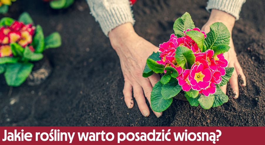Jakie rośliny warto posadzić wiosną?