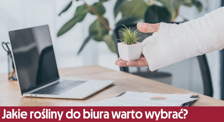 Jakie rośliny do biura warto wybrać?