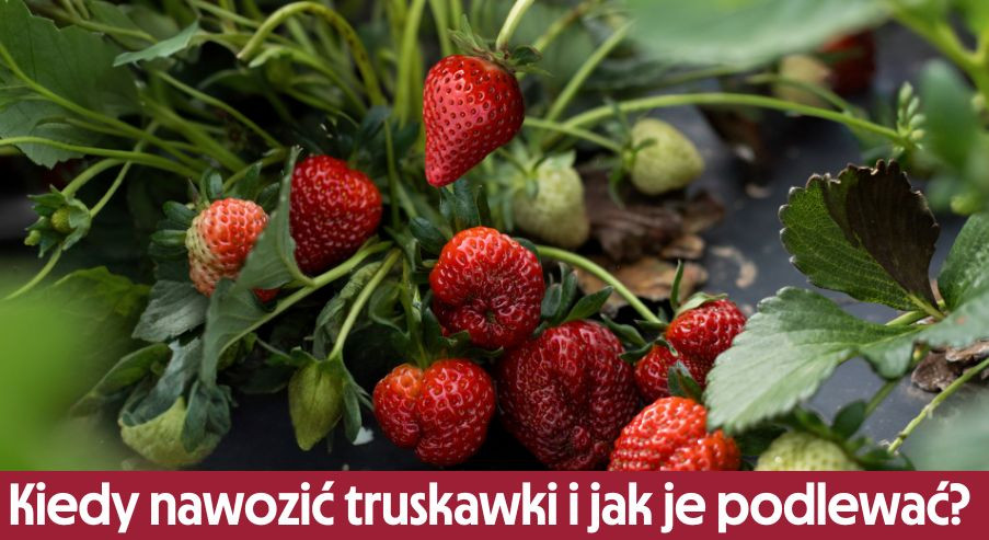 Kiedy nawozić truskawki i jak je podlewać? Tajniki pielęgnacji