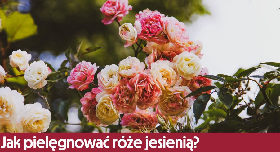 Jak pielęgnować róże jesienią?