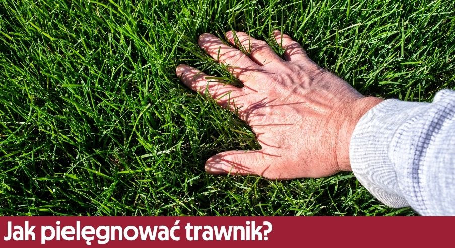 Jak pielęgnować trawnik?