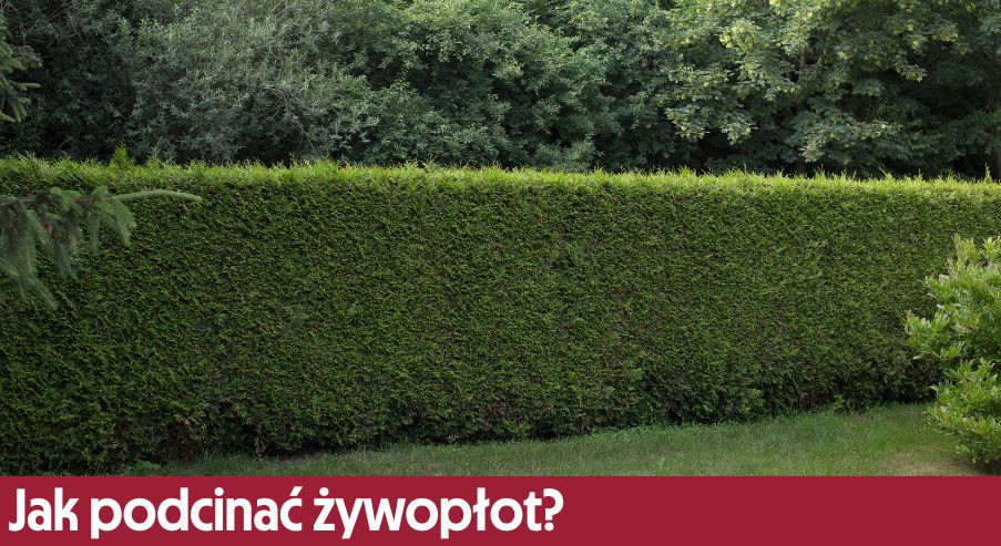 Jak podcinać żywopłot?