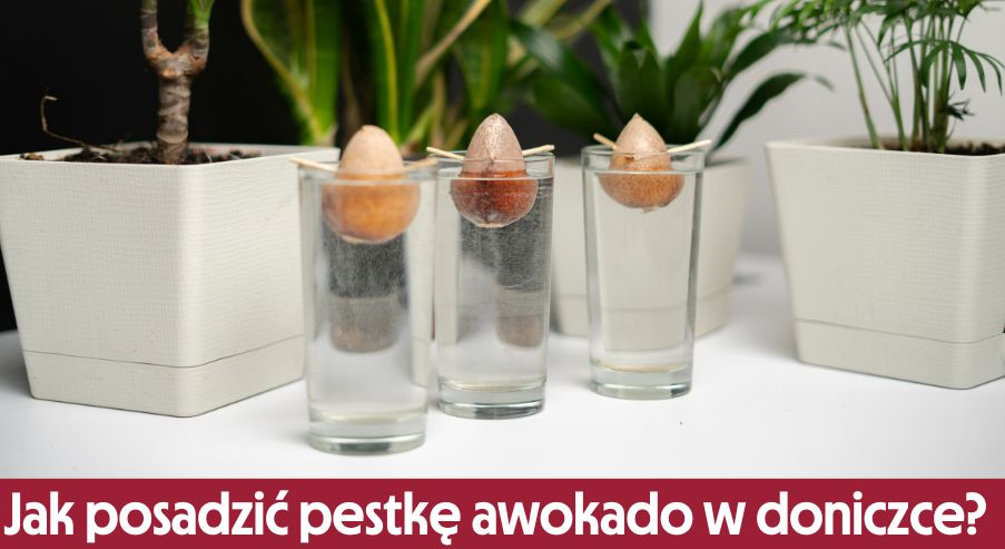 Jak posadzić pestkę awokado? Zrób to w domu!