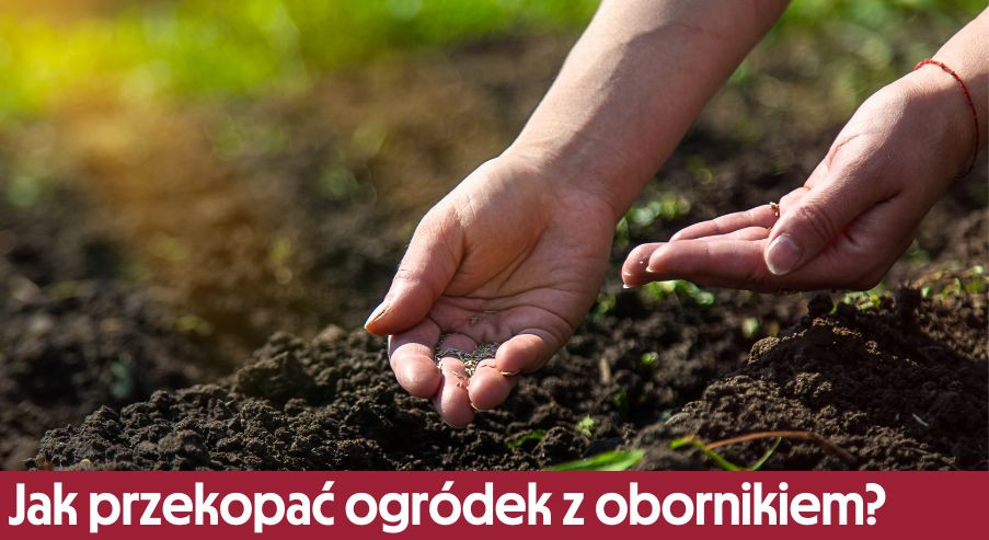 Jak przekopać ogródek z obornikiem?
