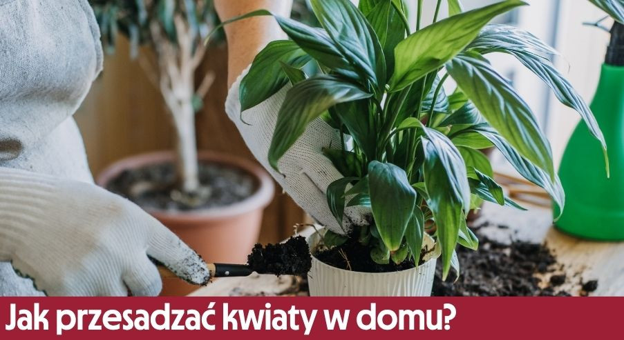 Jak przesadzać kwiaty w domu?