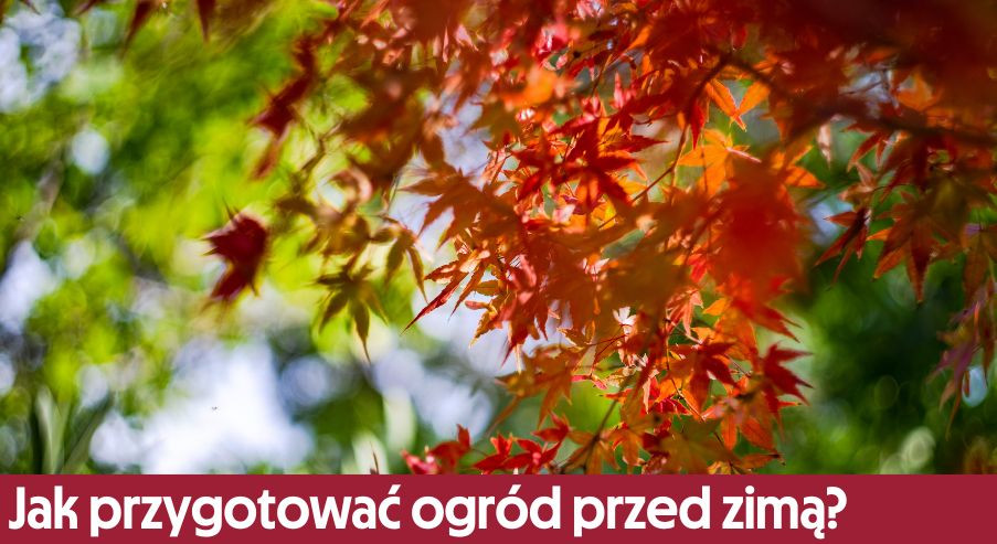Jak przygotować ogród przed zimą?
