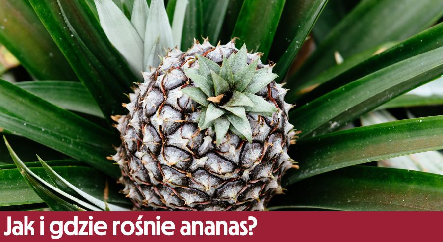 Jak i gdzie rośnie ananas?
