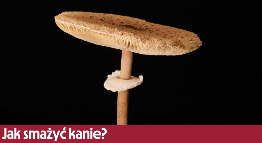 Jak smażyć kanie? Dowiedz się więcej o tych grzybach!