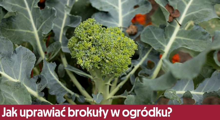 Jak uprawiać brokuły w ogródku? Sprawdź!