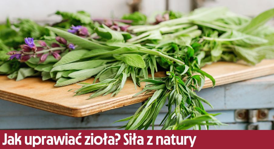 Jak uprawiać zioła? Siła z natury