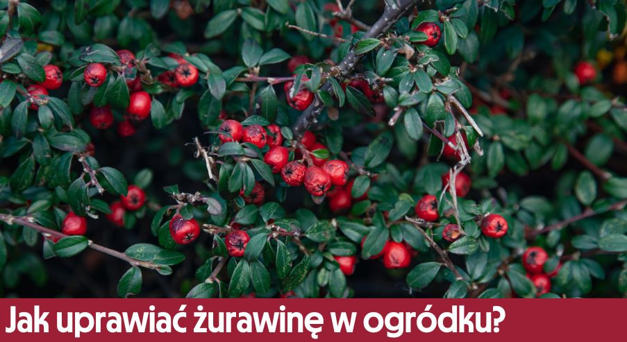 Jak uprawiać żurawinę w ogródku? Jak sadzić i dbać?