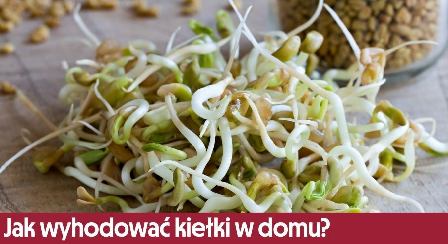 Jak wyhodować kiełki w domu - kiełki w słoiku i na wacie krok po kroku