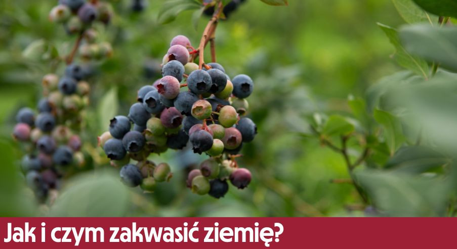 Jak i czym zakwasić ziemię?