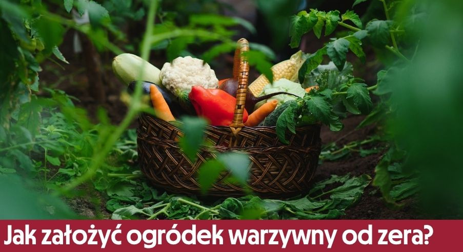 Jak założyć ogródek warzywny od zera? Poradnik krok po kroku