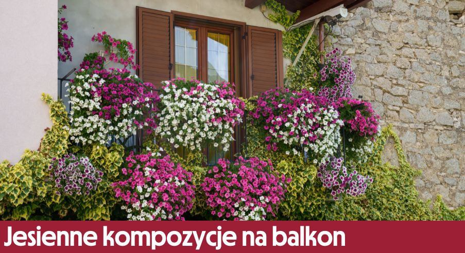 Jesienne kompozycje na balkon