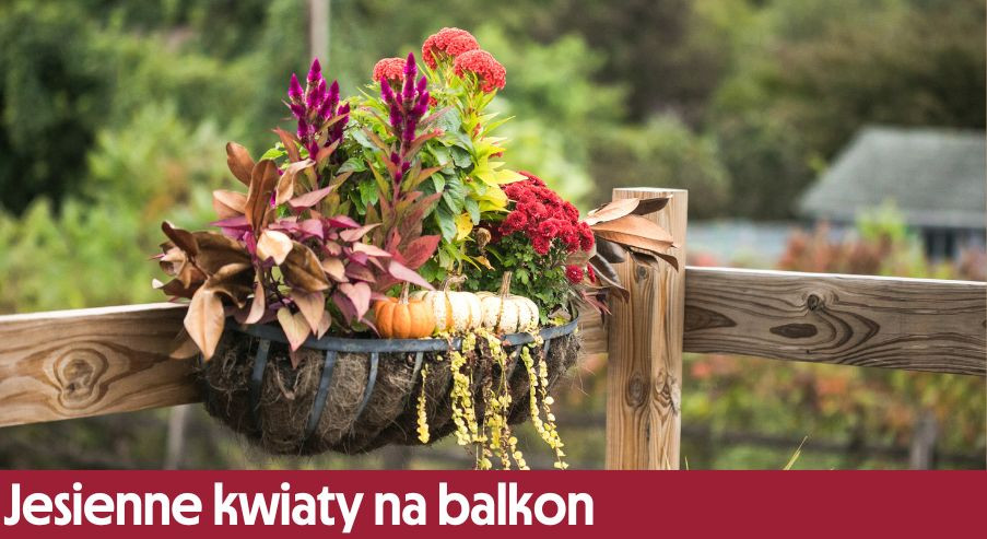 Jesienne kwiaty na balkon – jakie mogą się sprawdzić?