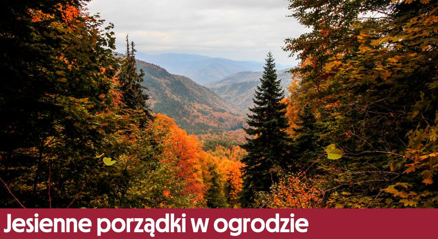 Jesienne porządki w ogrodzie