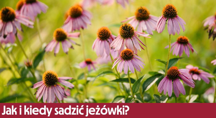 Jak i kiedy sadzić jeżówki?
