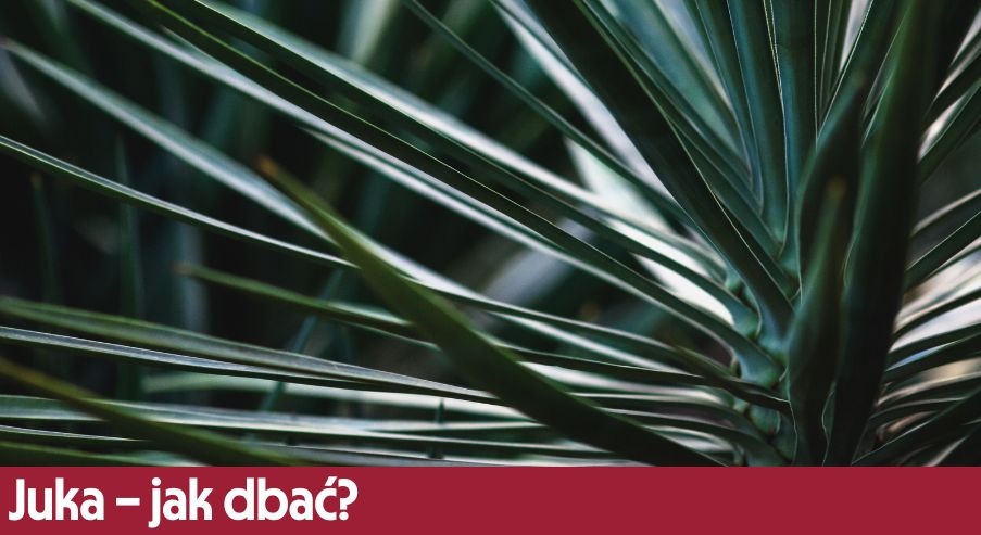Juka – jak dbać? Uprawa, pielęgnacja, podlewanie