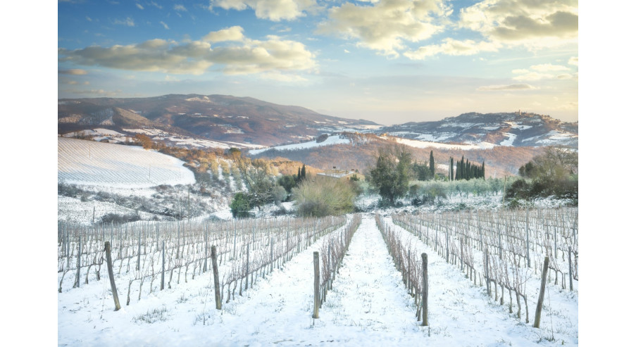 Kiedy zimą podcinać winorośle?