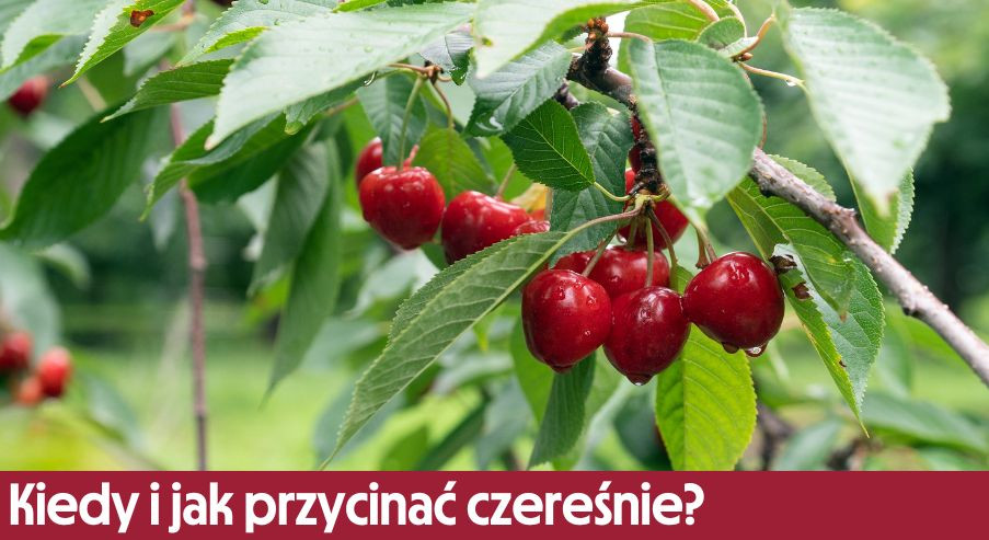 Kiedy i jak przycinać czereśnie?
