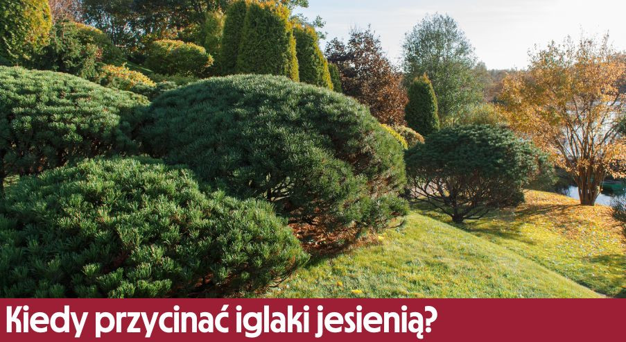 Kiedy przycinać iglaki jesienią? Sprawdź!