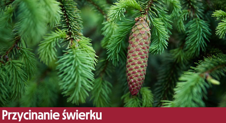 Przycinanie świerku – jak, kiedy i czym przycinamy, by nie uszkodzić pędów