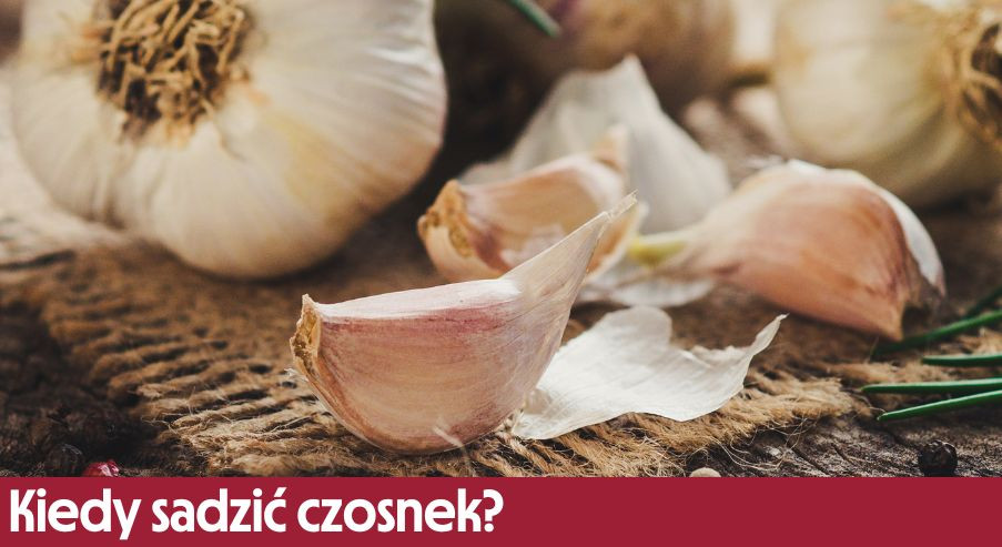 Kiedy sadzić czosnek? Wyhoduj go w ogrodzie