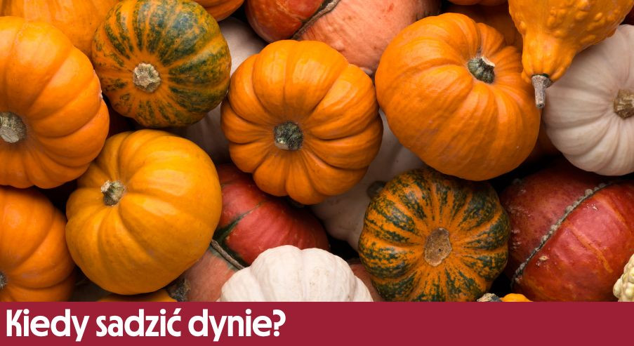 Kiedy sadzić dynie? Dowiedz się więcej o jej uprawie!
