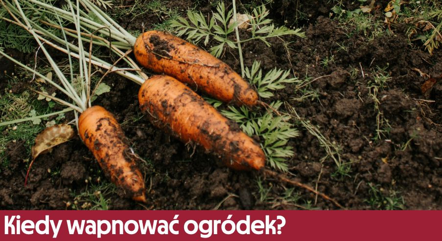 Kiedy wapnować ogródek? Podpowiadamy!