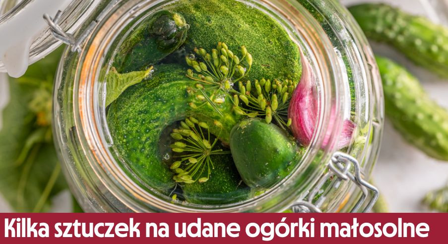Kilka sztuczek na udane ogórki małosolne