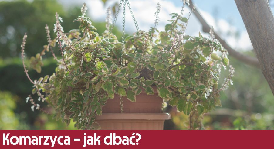 Komarzyca – jak dbać? Uprawa, pielęgnacja, podlewanie