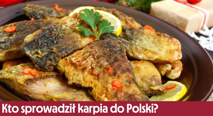 Kto sprowadził karpia do Polski? Historia świątecznego zwyczaju