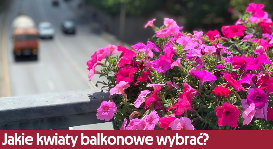 Jakie kwiaty balkonowe wybrać?