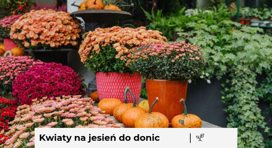 Jakie kwiaty na jesień do donic? Najciekawsze propozycje