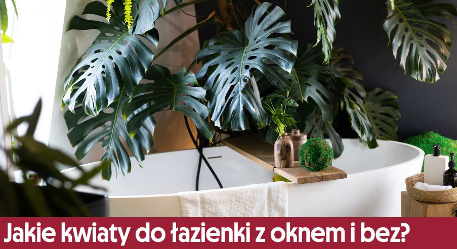Jakie kwiaty do łazienki z oknem i bez? Nasza propozycja