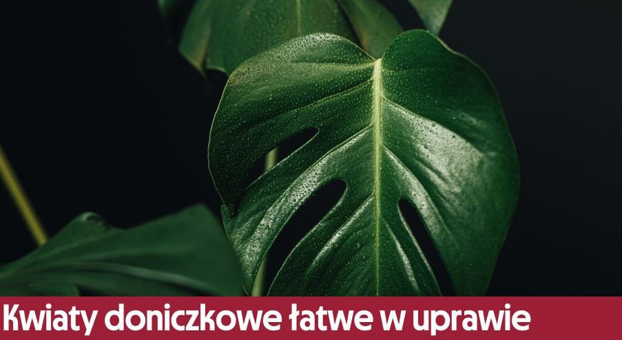 Kwiaty doniczkowe łatwe w uprawie – na te zwróć uwagę! TOP 10