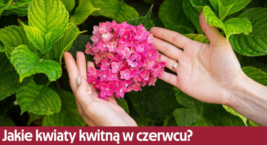 Jakie kwiaty kwitną w czerwcu?