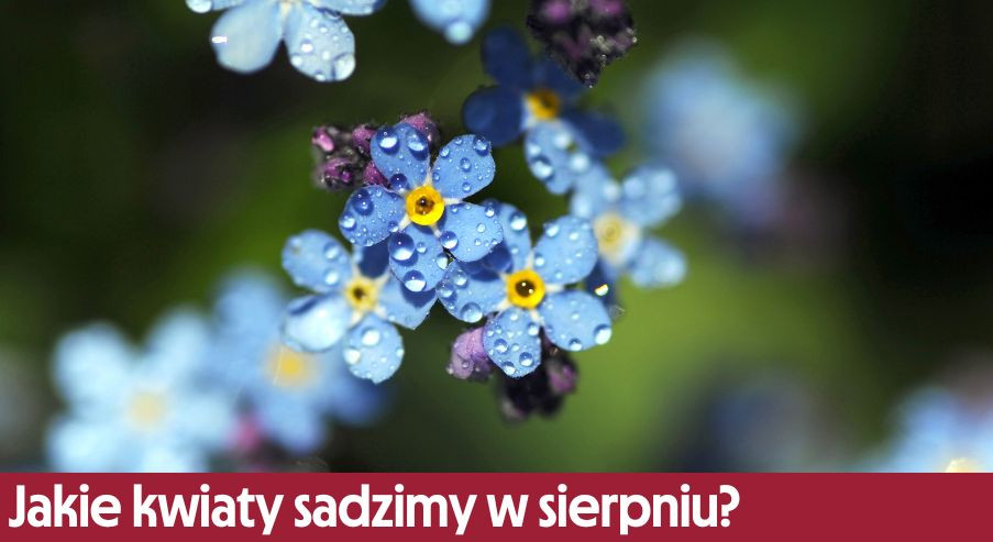 Jakie kwiaty sadzimy w sierpniu?
