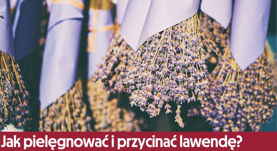 Lawenda – jak ją pielęgnować i przycinać?