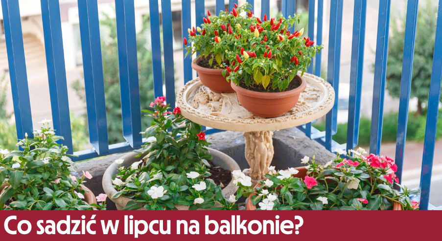 Co sadzić w lipcu na balkonie?