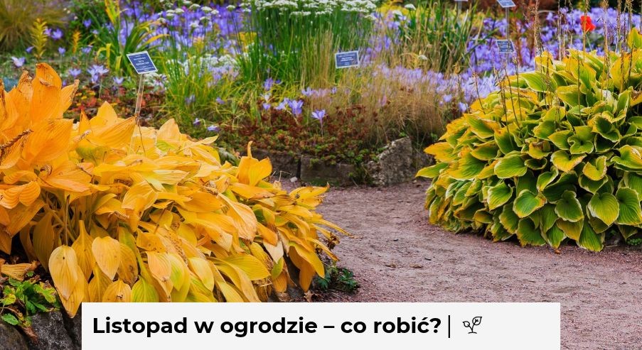 Listopad w ogrodzie – co robić? Checklista