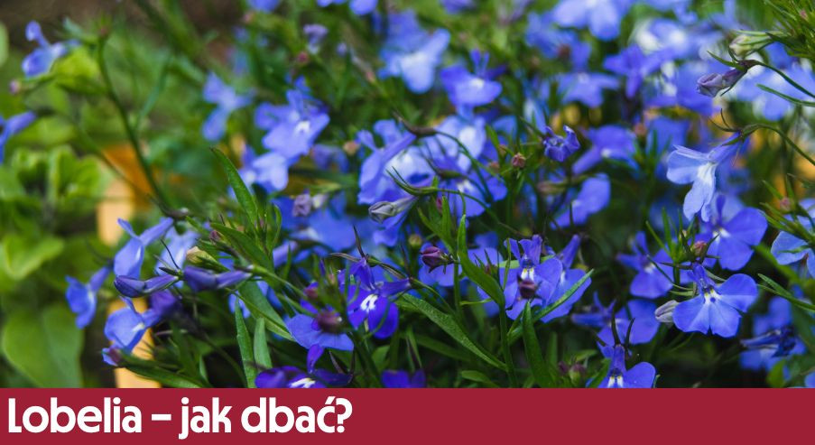 Lobelia – jak dbać? Uprawa, pielęgnacja, podlewanie